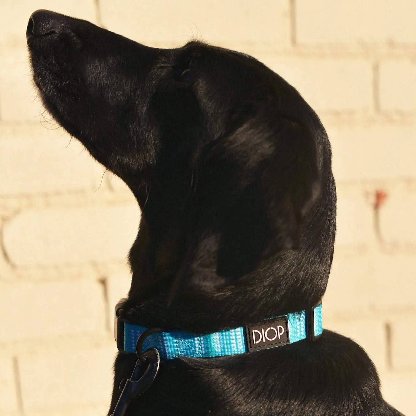 The Aloma Dog Collar