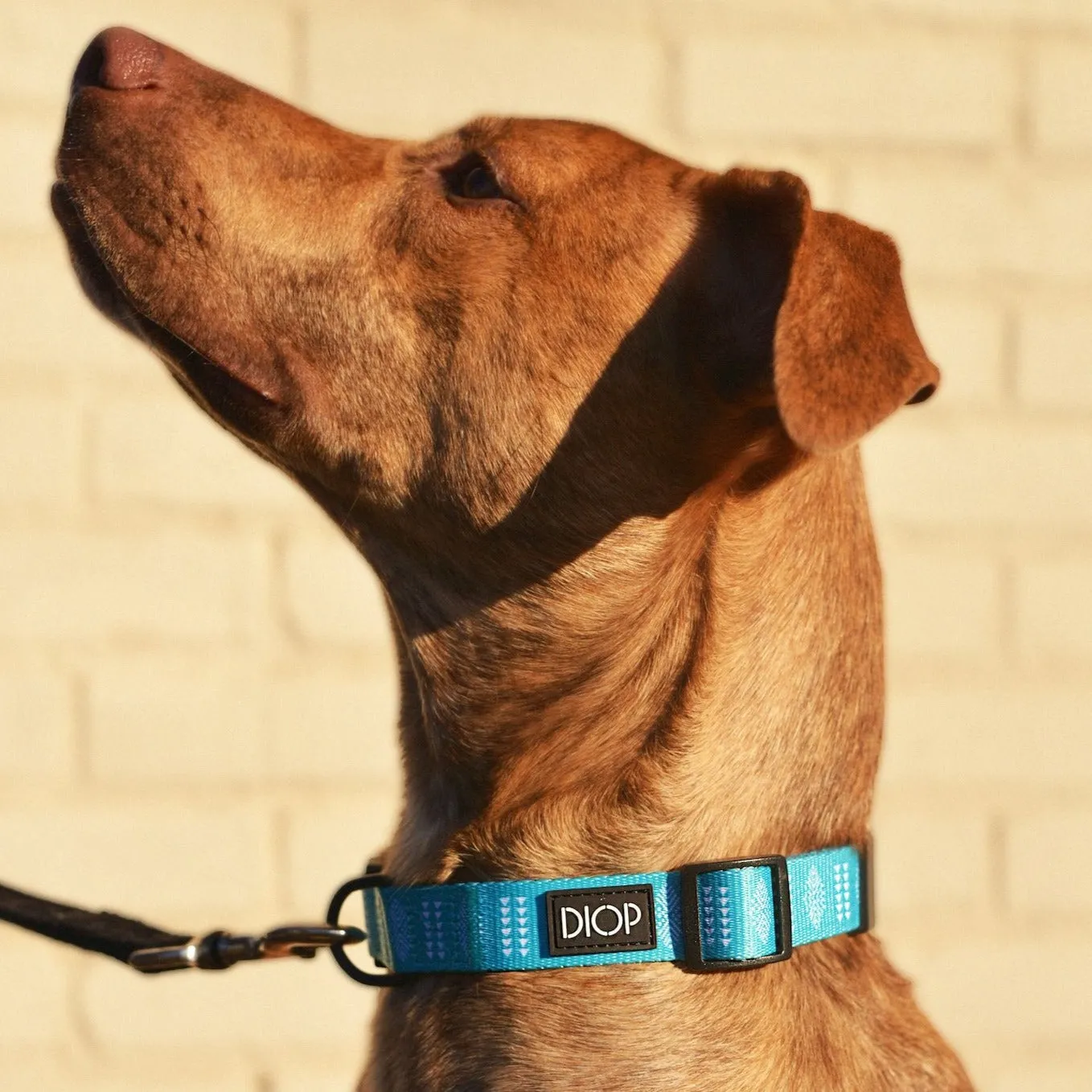 The Aloma Dog Collar